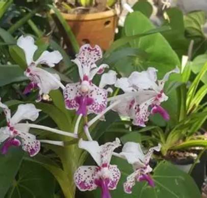 Orquidiario de Soroa